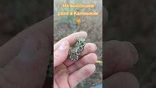 На высохшей реке Калмыкия#metaldetecting #приборныйпоиск #коп#поиск#монет #кладов#золото #копатель