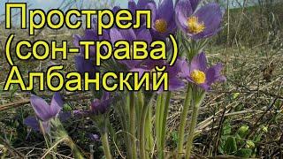 Прострел раскрытый. Краткий обзор, описание характеристик, где купить pulsatílla paatens