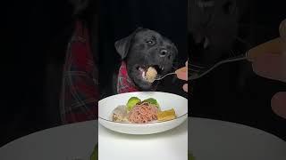Snacks: The Edible Mood Boosters. Labrador. Cute Pet Debut Plan