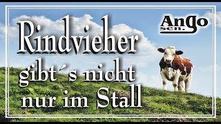  Rindvieher gibt´s nicht nur im Stall …man findet sie heutzutage überall