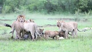 lion eating prey bel