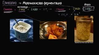 Молочнокислое брожение (видео 11) | Клеточное дыхание | Биология