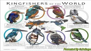 All Kingfisher Species - Species List