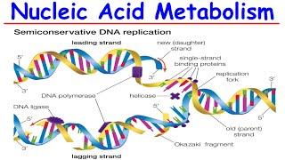 Nucleic Acid Metabolism