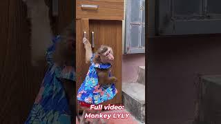 Monkey Lyly came home from playing. #shorts #youtubeshorts #viralshort