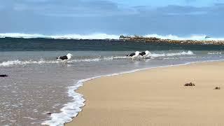 Gqeberha (Port Elizabeth), South Africa. Cape Recife Nature Reserve