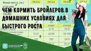 Чем кормить бройлеров в домашних условиях для быстрого роста