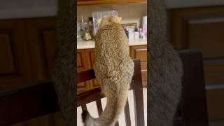 Персик за ради Капріка готова на все)). #cat , #catlover , #discus , #discusfishtank .