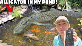 ALLIGATOR Invaded My POND & ATE My FISH!