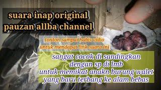 suara inap asli original allba walet channel