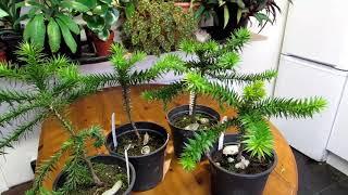 My Monkey Puzzle Trees that I have grown from Seed UPDATE - Araucaria araucana