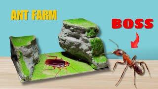 I Made The Most  Amazing Ant Farm  ANTTREK