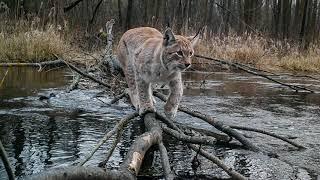 Eurasian lynxes crossing waterways