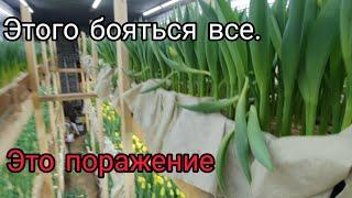 Вот мы и попали! Потеря денег. Топинг тюльпана.