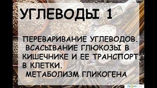 УГЛЕВОДЫ 1: ПЕРЕВАРИВАНИЕ УГЛЕВОДОВ. МЕТАБОЛИЗМ ГЛИКОГЕНА