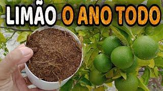 Esse Adubo FAZ CARREGAR DE TANTOS FRUTOS (Limão o ano todo)