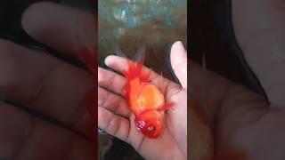 goldfish #youtubeshorts