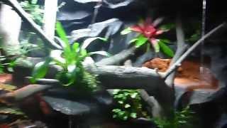 Tropicke aquaterrarium