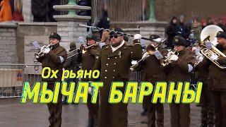 Ох, рьяно мычат бараны