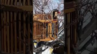 Keklik Sesi Efsane (Keklik Hengamesi) - الحجل طائر - куропатка - partridge