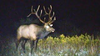 Pennsylvania Elk Rut 2024 - Part 3: 7x7 Monster Bulls Fighting