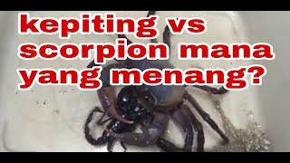 #lucu #lucu-lucuan #unik video lucu kepiting melawan kalajengking I aneh unik