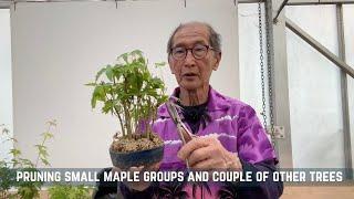 Pruning Small Maple Groups and Couple of Other Trees