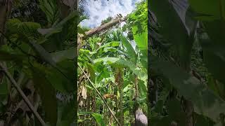 Banaana Tree Cutting #shashanka #banana #bananatrees #cuttingskills #cuttingfruit #india #assam