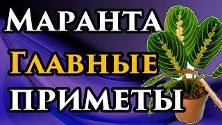 БЕРЕГИ ЦВЕТОК! Маранта приметы и суеверияНародные ПРИМЕТЫ про нее в доме и магические свойства