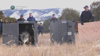 Colorado wolf reintroduction reaches one year mark