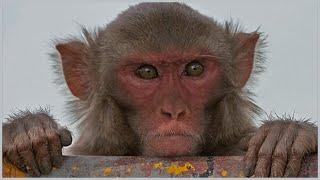 Top 15 Amazing Facts About Rhesus Macaques