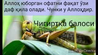 Шайх содик самаркандий. Чигиртка балоси Аллоҳ юборган офатни фақат ӯзи даф қила олади