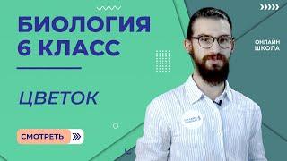 Цветок. Урок 11. Биология 6 класс