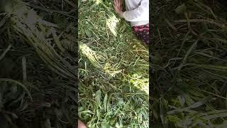 травяной диван | многодетные в деревне
