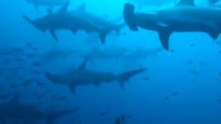 Hammerhead shark school, Galapagos