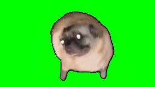 Pug dancing green screen