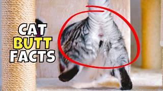 10 Surprising Secrets About Your Cat's Butt