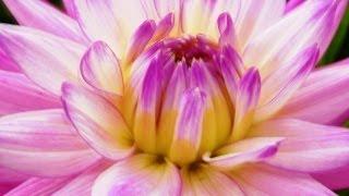 Colorful Flowers Meditation