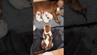 CATS AND DOGS FUNNY CUTE VIDEOS 550