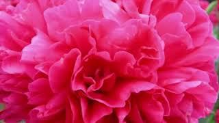 Peonies are available for our customers in Excellent Flowers Inc.
