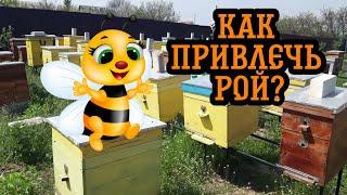 Как привлечь рои на свою пасеку? Приманка для роев. Рой пчел