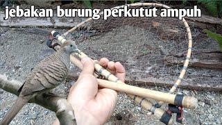 cara membuat jebakan burung perkutut sederhana