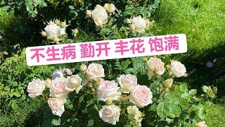 茴香酒夫人Madame Anisette rose又名Madame de la Valliere rose（园艺篇231）