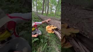 Chicken of the Woods #stopeminentdomain #stopmprp #forager