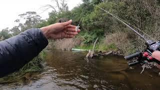 BFS trout fishing Melbourne Daiwa Gekkabijin on the water test