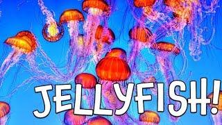 Jellyfish!  Learn about Jellyfish by Kids Learning Videos