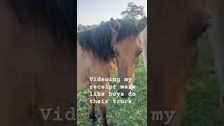 Prettiest receipt mare from spann ranch carrying a woody b tuff baby