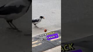 A Crow's Clever Way of Cracking a Nut  