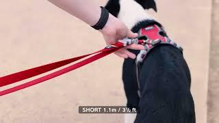 Red Dingo SuperLead Dog Leash