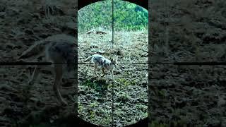 coyote hunting with sniper rifle #coyote #hunting #animals #snipers #shorts #wildlife